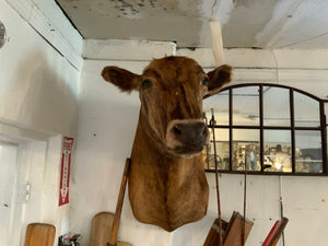 Cow Taxidermy Bust
