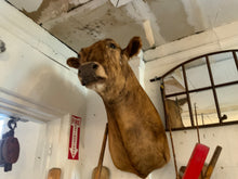 Load image into Gallery viewer, Cow Taxidermy Bust