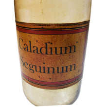 Load image into Gallery viewer, Calladium Segninum Apothecary Bottle | Farmhouse Living Room Accent Accessory