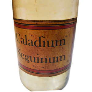 Calladium Segninum Apothecary Bottle | Farmhouse Living Room Accent Accessory