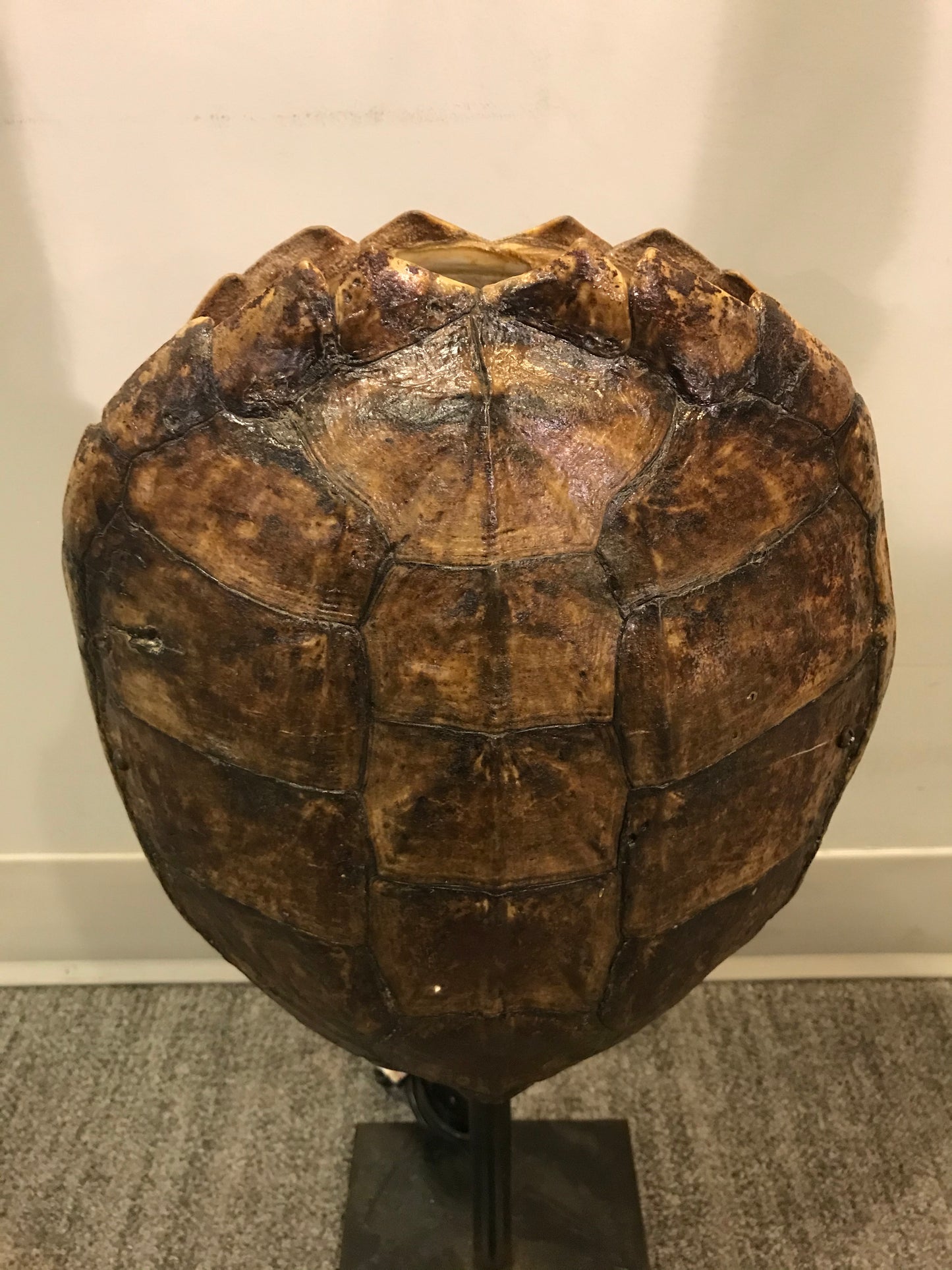 Turtle Shell Table Lamp