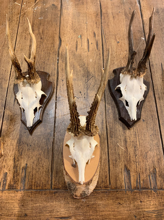 Small Antler Wall Hanging